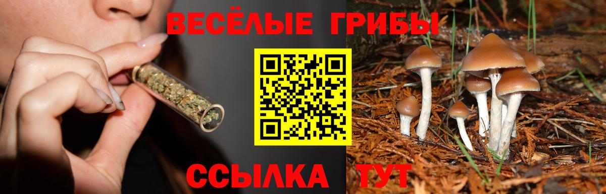 сколько стоит  Псилоцибиновые грибы прущие грибы  Вход с VPN  Армавир 